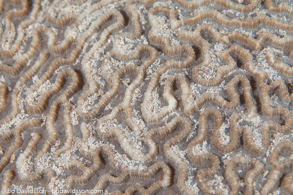 BD-110318-Puerto-Galera-4006-Platygyra-sp.-Ehrenberg.-1834-[Brain-coral].jpg